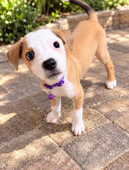 Toffee/lucy -  Corgi and Shepherd Dog for Adoption in Lutz, Florida - Toffee/lucy | PetCurious