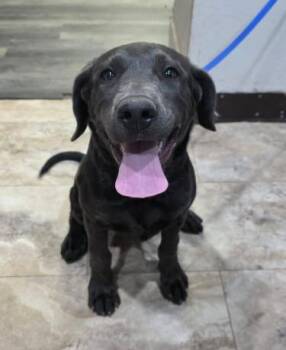 Rinky Dinky -  Labrador Retriever Dog for Adoption in Eagle, Colorado - Rinky Dinky | PetCurious