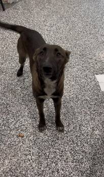 Tess -  Terrier Dog for Adoption in Aurora, Illinois - Tess | PetCurious