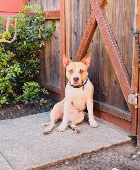 Biggie -  Pit Bull Terrier Dog for Adoption in Cool, California - Biggie | PetCurious