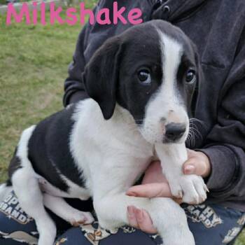 Hound and Mixed Breed Dogs Available for Adoption in Clinton, Wisconsin - Milkshake | PetCurious