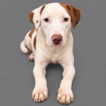 Ryme -  Australian Shepherd Dog for Adoption in Plaquemine, Louisiana - Ryme | PetCurious