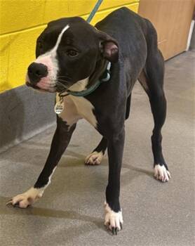 GODIVA -  Pit Bull Terrier Dog for Adoption - GODIVA | PetCurious