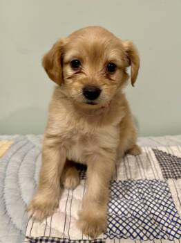 Maddy -  Maltese Dog for Adoption in Fosters, Alabama - Maddy | PetCurious