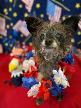 MINNIE -  Chihuahua and Mixed Breed Dog for Adoption in Port Clinton, Ohio - MINNIE | PetCurious