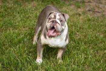Eggroll the English Bulldog -  English Bulldog Dog for Adoption in Pearland, Texas - Eggroll The English Bulldog | PetCurious