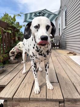 Dallas -  Dalmatian Dog for Adoption in Tonawanda, New York - Dallas | PetCurious