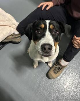 Pit Bull Terrier Dogs Available for Adoption - Zoe | PetCurious