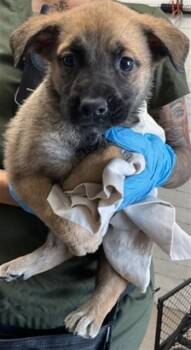 Pit Bull Terrier and German Shepherd Dog Dogs Available for Adoption in San Bernardino, California - PENELOPE | PetCurious