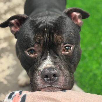 Pit Bull Terrier Dogs Available for Adoption - Roberto | PetCurious