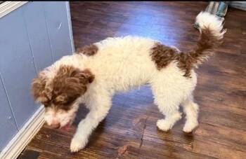 Toby -  Shih Tzu Dog for Adoption in Little Rock, Arkansas - Toby | PetCurious