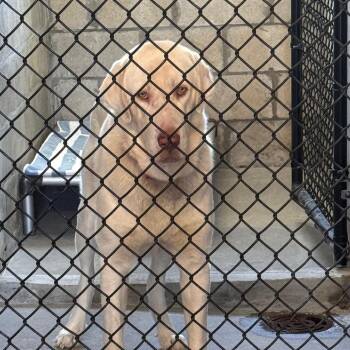 Tobi 2 -  Akbash Dog for Adoption in Tampa, Florida - Tobi 2 | PetCurious