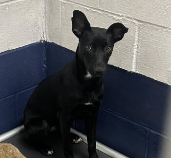 Lorraine 5 months female AVAILABLE 7/1 -  Mixed Breed Dog for Adoption in Sterling, Massachusetts - Lorraine 5 Months Female AVAILABLE 7/1 | PetCurious