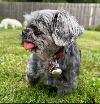 Rescue Shih Tzu Dogs for Adoption in Lisbon, Iowa - Ozzie | PetCurious