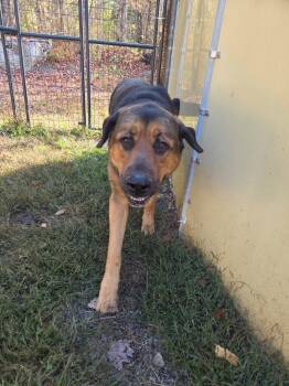 Rescue Shepherd and Rottweiler Dogs for Adoption in Lunenburg, Vermont - Smallie | PetCurious