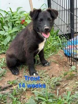 Trout -  Shepherd Dog for Adoption in Waunakee, Wisconsin - Trout | PetCurious