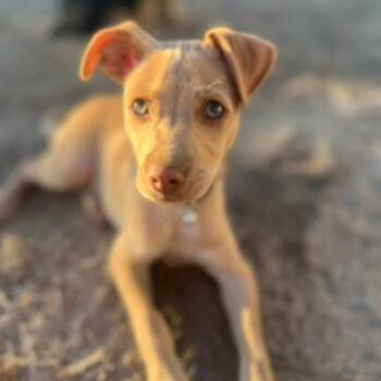 Terrier and Chihuahua Dogs Available for Adoption - Chillie | PetCurious