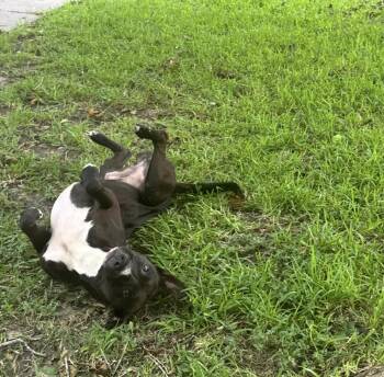 Rescue Black Labrador Retriever Dogs for Adoption in Liverpool, Texas - Winnie The Pooch | PetCurious