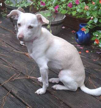 Delilah Belle -  Chihuahua and Dachshund Dog for Adoption in Milton, Georgia - Delilah Belle | PetCurious