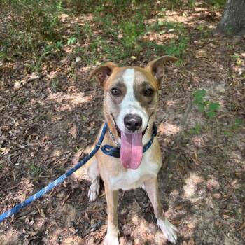 Turner -  Mixed Breed Dog for Adoption in Columbus, Georgia - Turner | PetCurious