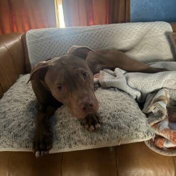 Pit Bull Terrier Dogs Available for Adoption in Belleville, Illinois - Drumstick | PetCurious