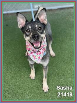 SASHA -  Siberian Husky and Australian Cattle Dog Blue Heeler Dog for Adoption in Marietta, Georgia - SASHA | PetCurious