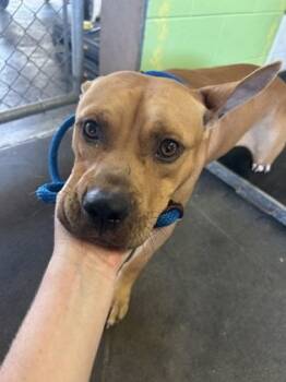 Rescue Pit Bull Terrier and Mixed Breed Dogs for Adoption in Largo, Florida - Shiloh | PetCurious