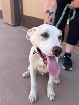Island-CP-Foster or Adopt Me! -  Beagle Dog Available for Adoption in Lake Forest, California - Island-CP-Foster Or Adopt Me! | PetCurious