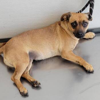 107724 -  Mixed Breed Dog for Adoption in Las Cruces, New Mexico - 107724 | PetCurious