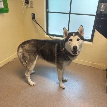Alec -  Husky Dog for Adoption in Pasadena, California - Alec | PetCurious