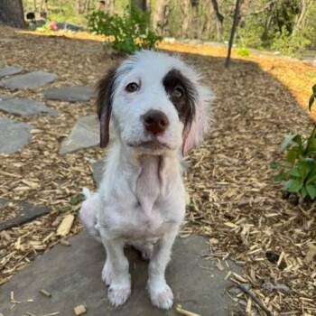 Mixed Breed Dogs Available for Adoption in Buffalo, Minnesota - Sorbet | PetCurious