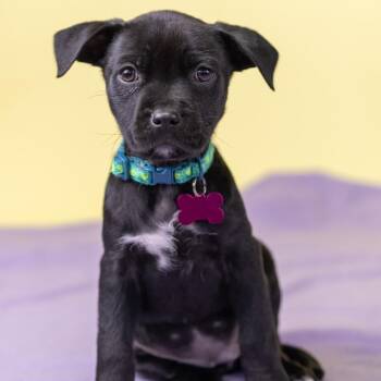 Mixed Breed Dogs Available for Adoption - Naan | PetCurious