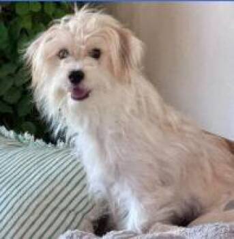 Winslow -  Terrier Dog for Adoption - Winslow | PetCurious