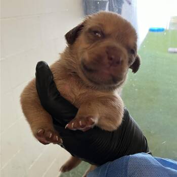 Neva 0432 AKA Daisy -  Border Collie and Mixed Breed Dog for Adoption in Loxahatchee Groves, Florida - Neva 0432 AKA Daisy | PetCurious