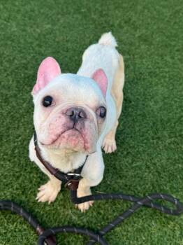 Romie~FOSTER OR FOSTER TO ADOPT NEEDED~ -  French Bulldog Dog for Adoption in Minneapolis, Minnesota - Romie~FOSTER OR FOSTER TO ADOPT NEEDED~ | PetCurious