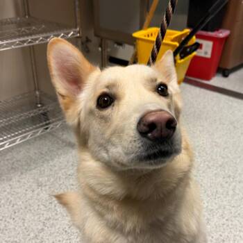 German Shepherd Dog and Husky Dogs Available for Adoption - Levi | PetCurious