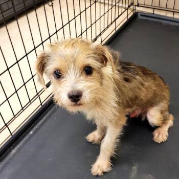 SCFL-Stray-66953_2 -  Mixed Breed Dog for Adoption in Lake Panasoffkee, Florida - SCFL-Stray-66953_2 | PetCurious