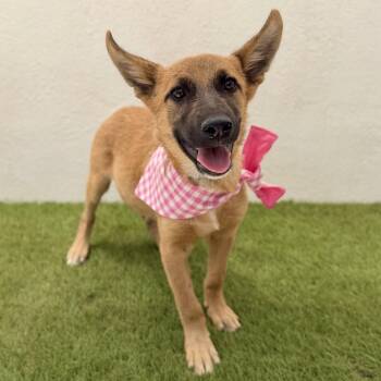 BIRDIE -  Belgian Shepherd Malinois and Shepherd Dog for Adoption in San Diego, California - BIRDIE | PetCurious