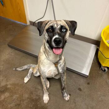 Rocky -  Greyhound and Mixed Breed Dog for Adoption in Ottawa, Kansas - Rocky | PetCurious
