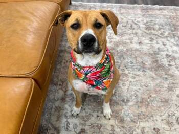 Pit Bull Terrier and Black Mouth Cur Dogs Available for Adoption - Mango Katie Plays For Keeps | PetCurious