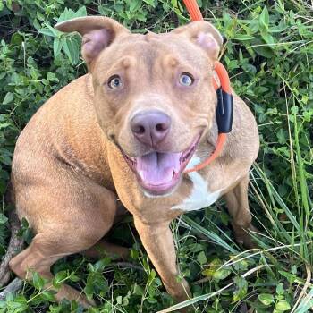 Maggie -  Pit Bull Terrier and Mixed Breed Dog for Adoption in Madisonville, Tennessee - Maggie | PetCurious