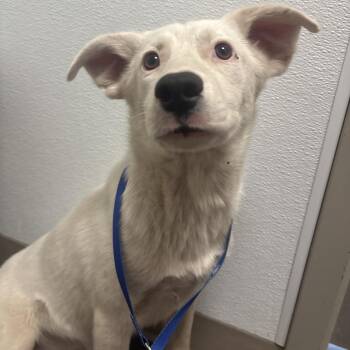 Mixed Breed Dogs Available for Adoption - Pearl | PetCurious