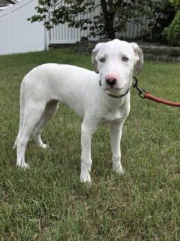 Keller -  Catahoula Leopard Dog Dog for Adoption in Orland Park, Illinois - Keller | PetCurious