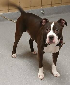 Brody -  Pit Bull Terrier Dog for Adoption in Greenfield, Indiana - Brody | PetCurious
