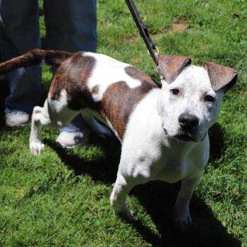 NCR8757 Snickers -  Mixed Breed Dog for Adoption in Port Washington, New York - NCR8757 Snickers | PetCurious