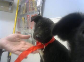 Labrador Retriever and Mixed Breed Dogs Available for Adoption in Albuquerque, New Mexico - WIGGLES | PetCurious