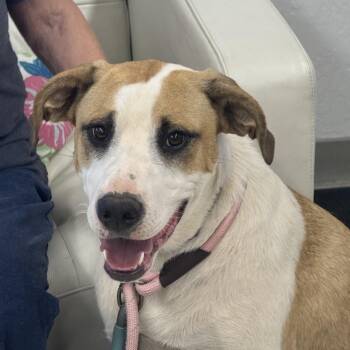 Opie -  Border Collie Dog for Adoption in Sonora, California - Opie | PetCurious