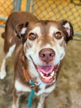 Cholena -  Husky Dog for Adoption in Crete, Illinois - Cholena | PetCurious