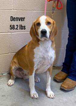 Rescue Beagle Dogs for Adoption in Clearfield, Kentucky - Denver | PetCurious