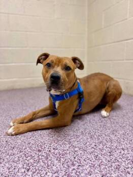 Mixed Breed Dogs Available for Adoption - Mystery | PetCurious